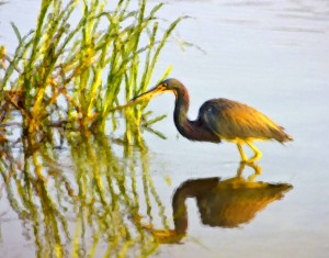 2008-0220-LittleBlueHeron-Chalk-BristleBrushOil-11X14-CWR