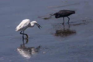 2010-0701-EgretBlueHeron-MyFish-CWR