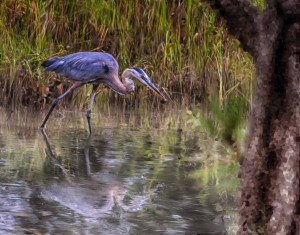 2012-0819-Heron2TawesCr-HDR-EfexPro-11x14-VanGoghBristleBr-0231-CWR