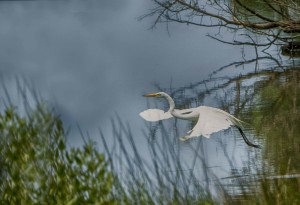 2015-0705-EgretTawesCr-CWR