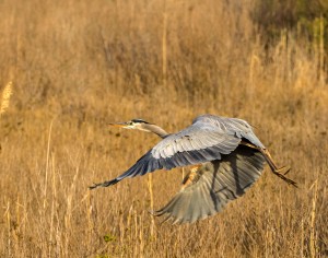 Heron Flight