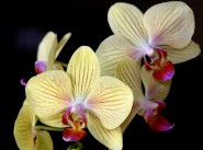 2005-0325-YellowOrchids-8X10-CWR