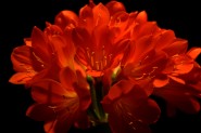 2005-0407-CliviaBlooms-0889-CWR