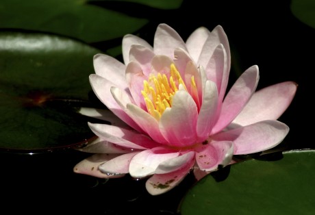 2005-0615-WaterLilly-CWR