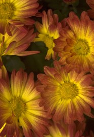 2005-1005-HootHollowFlowers-1367-13X19-CWR