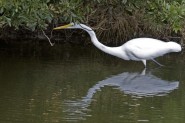2006-1030-ChincoteagueEgret-CWR