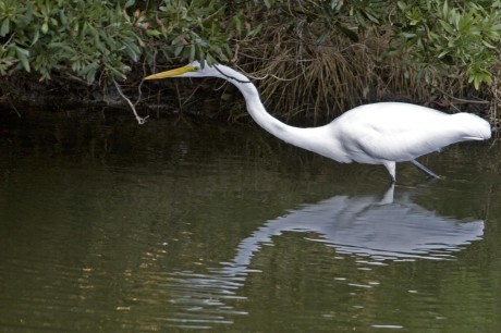 2006-1030-ChincoteagueEgret-CWR