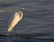 2007-0207-SnowyEgret-11X14-3735-CWR