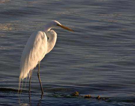 2007-0207-SnowyEgret-11X14-3735-CWR