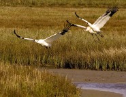 2007-0219-AransasWhoopingCranes02-CWR