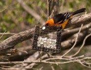 2007-0223-HoodedOriole01-CWR