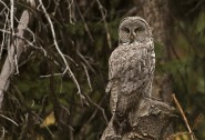 2007-0919-GreatGrayYellowstone-5791-CWR