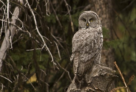 2007-0919-GreatGrayYellowstone-5791-CWR