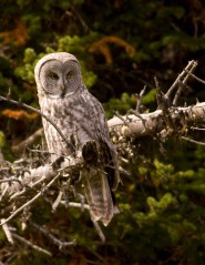 2007-0919-GreatGreyOwl02-CWR