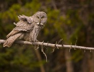 2007-0919-GreatGreyOwl05