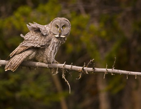 2007-0919-GreatGreyOwl05
