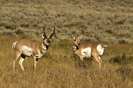 2007-0921-YellowstoneProngHorn-CWR