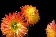 2007-1020-HollysDahlias-Chalk&BristleBrushOil-CWR