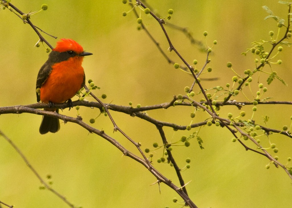 Vermillion flycatcher