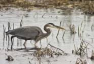 2008-0219A-GreatBlueHeronFishing-CamelBrushOil-BristleBrush-CWR