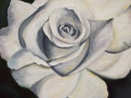 2008-0830-LastRoseOfSummer-12X14-CWR