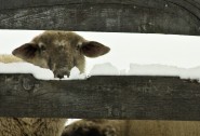 2009-1231-SheepHeresLookingAtYou-13X19-CWR