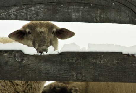 2009-1231-SheepHeresLookingAtYou-13X19-CWR
