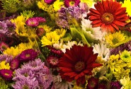 2010-0307-FlowerDisplay-13X19-0613-CWR