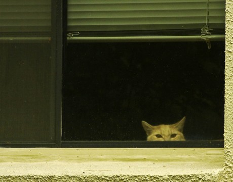 2010-0425-CatInWindow-11X14-CWR