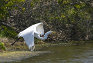 2010-0529-EgretInFlight01-13X19-7556-CWR