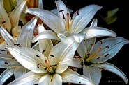 LilliesWatercolor-072005-CWR
