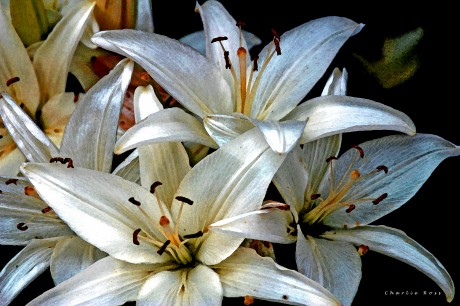 LilliesWatercolor-072005-CWR
