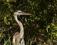2011-0507-EdistoHeron..
