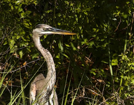 2011-0507-EdistoHeron..