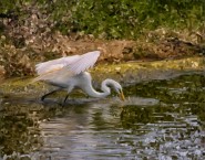 2010-0529-MasterFisherman-VanGogh-CWR