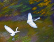 2011-1029-EgretsFlight-pro4-BlueContr-0804-11X14-CWR