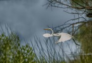 2015-0705-EgretTawesCr-CWR